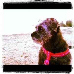 Meet your Posher, Sasha